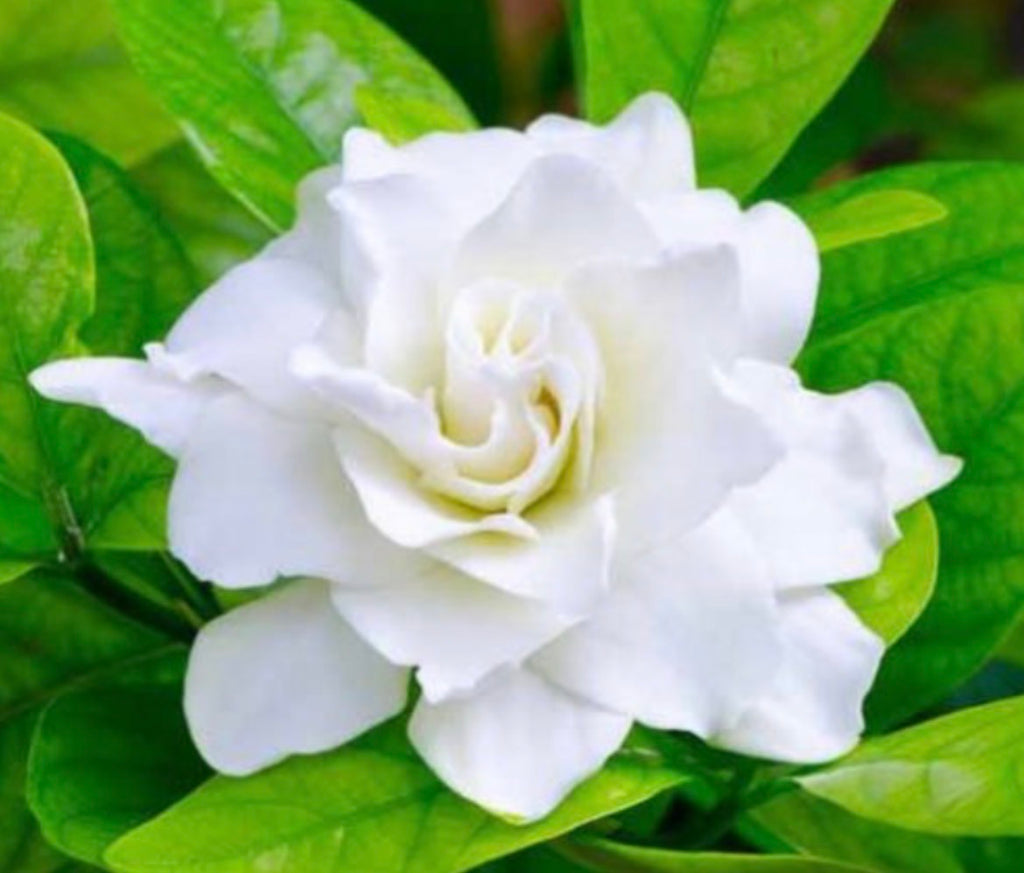 3% Gardenia & Jojoba Oil