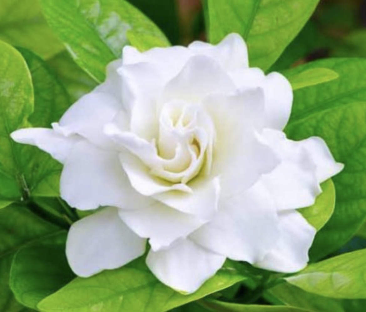 3% Gardenia & Jojoba Oil