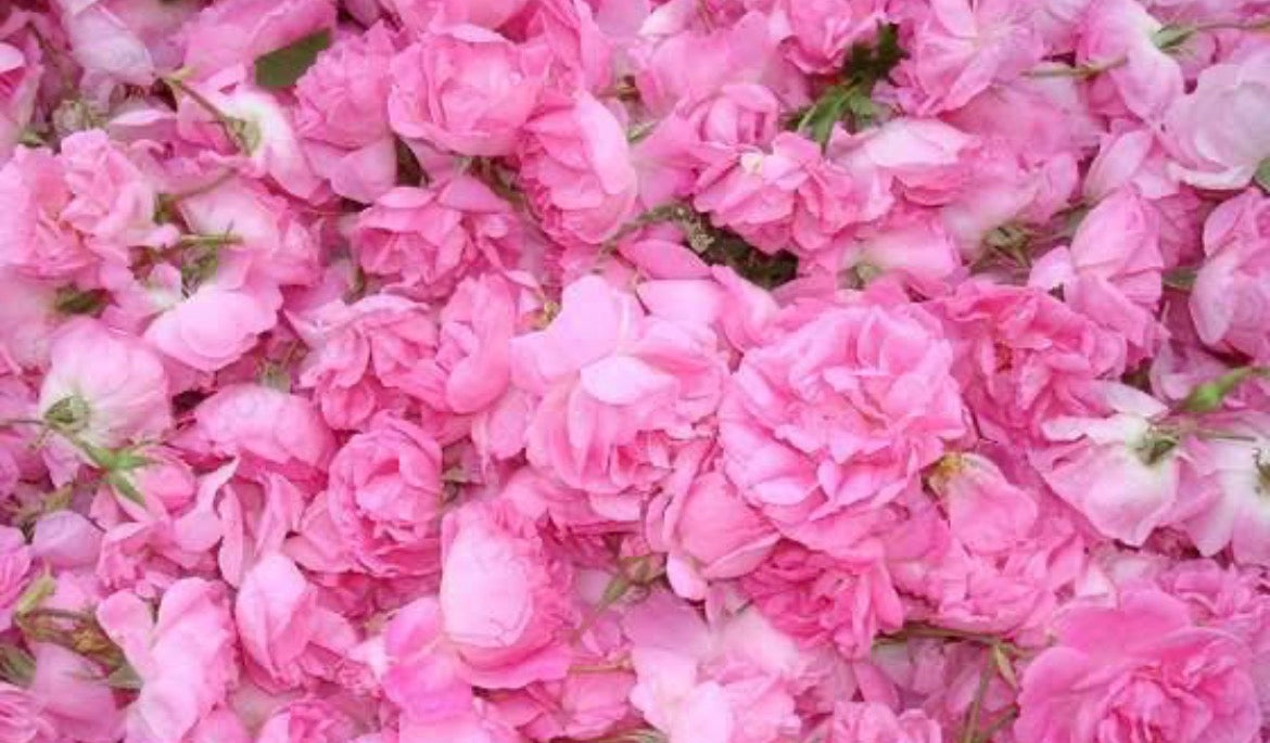 3% Bulgarian Rose & Jojoba Oil