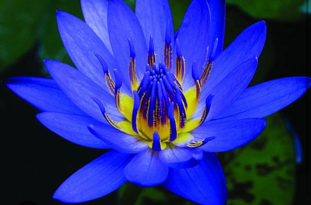 3% Blue Lotus & Bilberry seed oil (30ml)